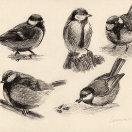 Серия "Птицы"