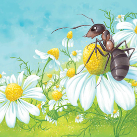 Ромашка (цветы)