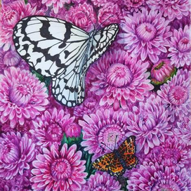 Хризантемы и  бабочки