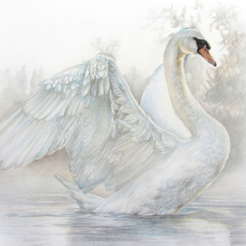 Рассвет. Белый лебедь