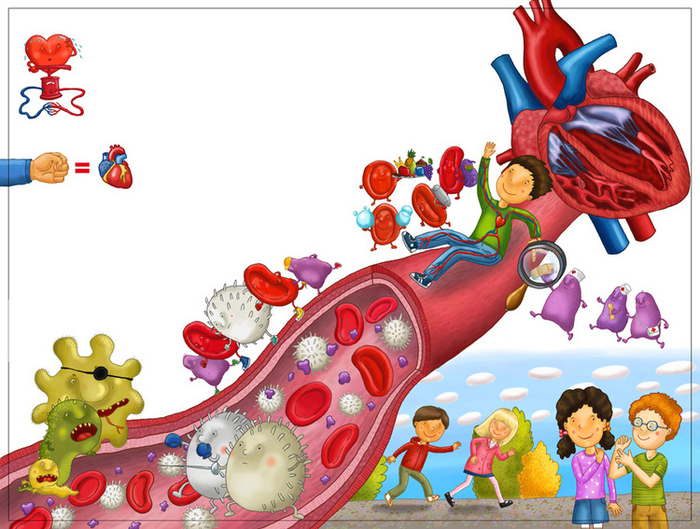 кровеносная система
