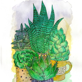 Суккуленты. Цветы.