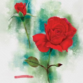 Красные розы