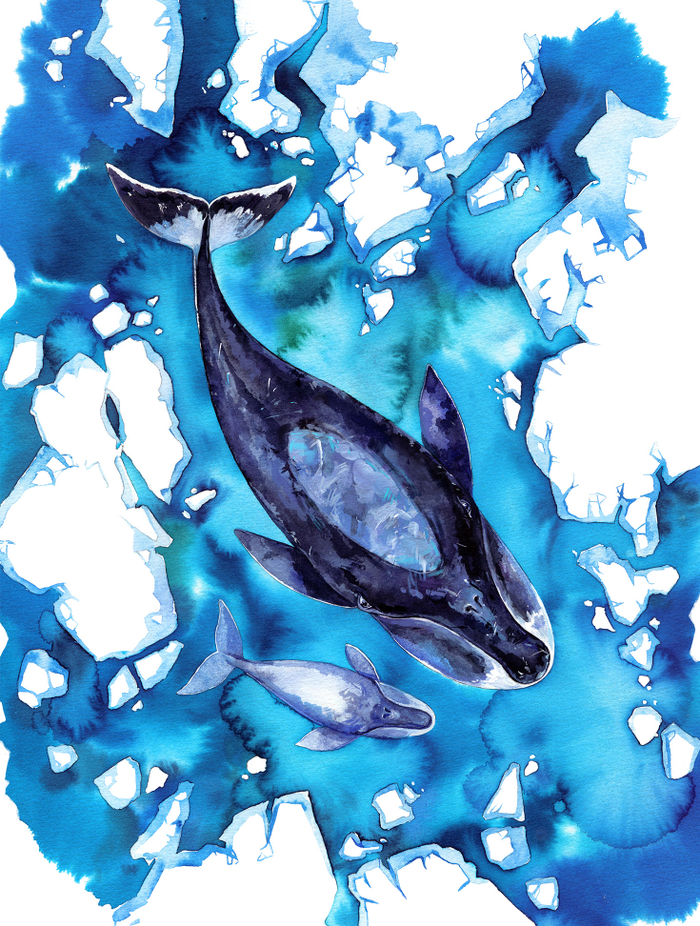 Гренладский кит и китеныш