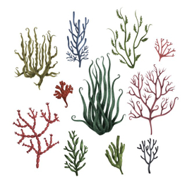 Водоросли (seaweed) 