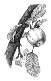 "Антоновка"