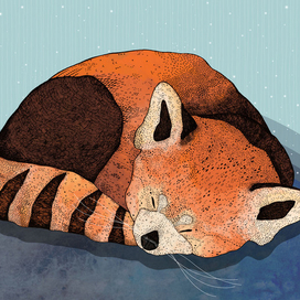 Red Panda