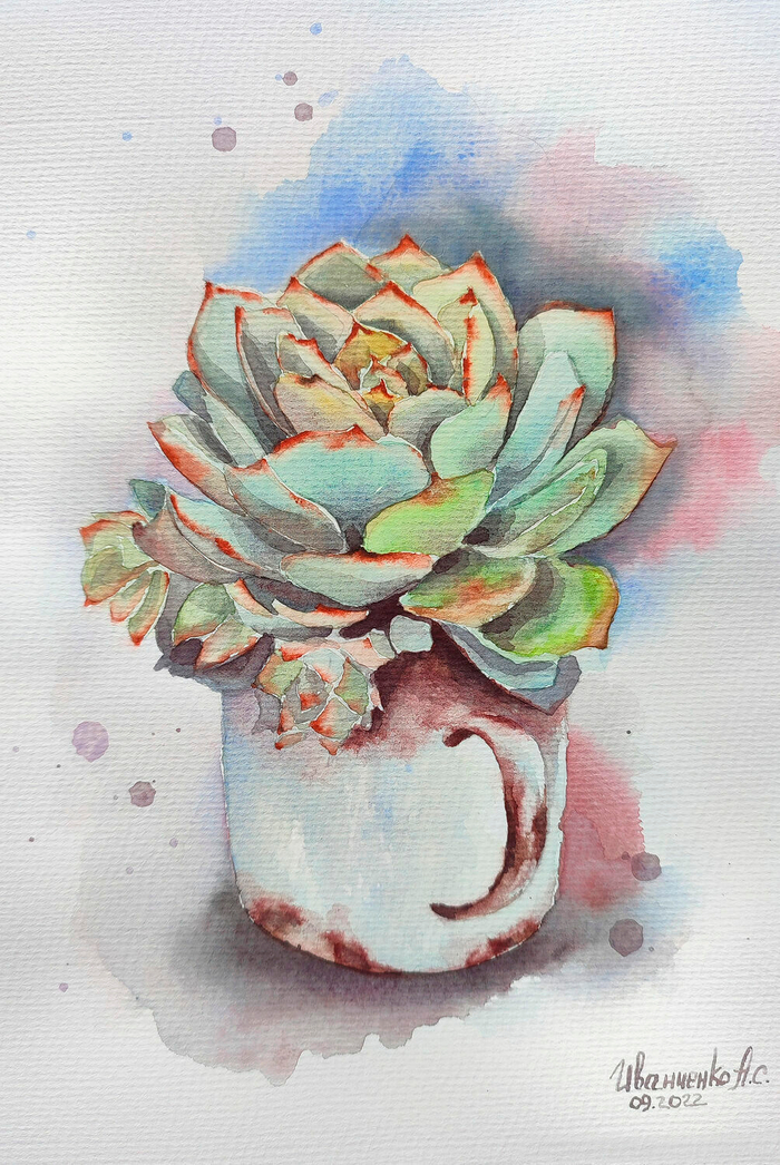 Суккулент в железной кружке