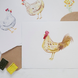 Петух и курицы