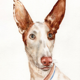 Портрет песика