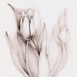 Tulip