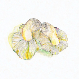 Два грибочка