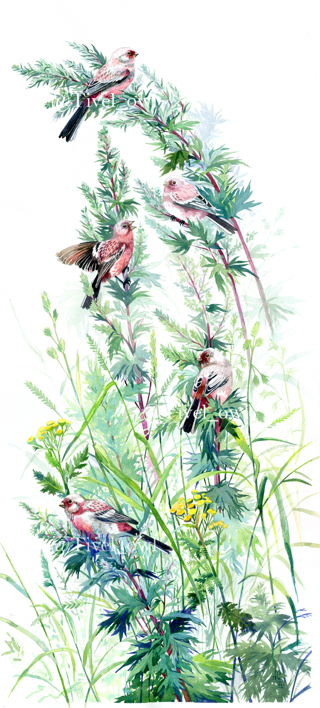 Урагусы на полыни