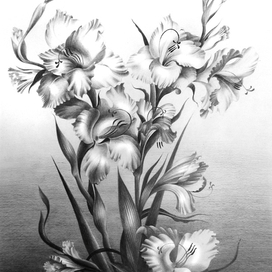 Гладиолусы