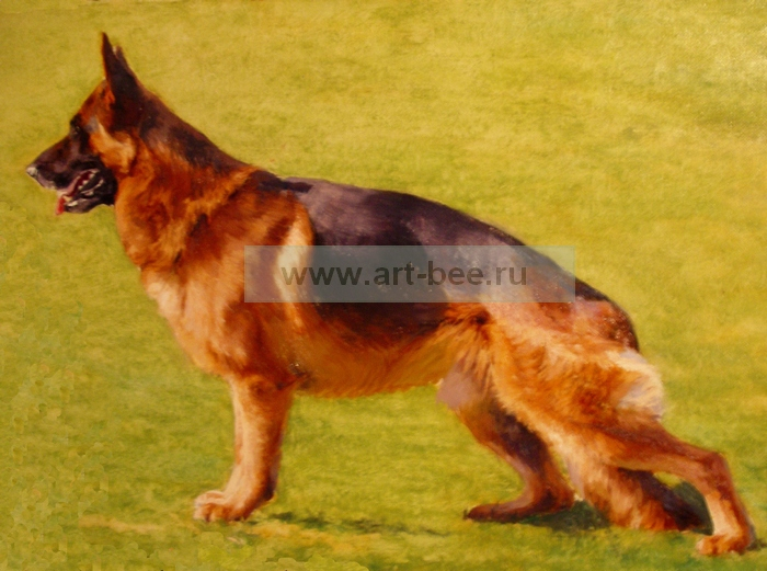 Немецкая овчарка.