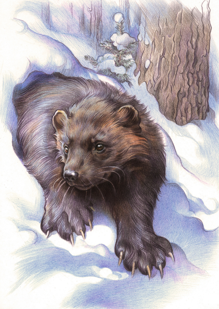 Возвращение росомахи