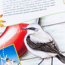 Книга Летят перелетные птицы