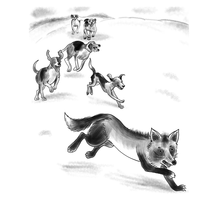 Fox and dogs