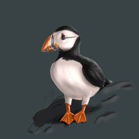 Тупик (иллюстрации птиц)