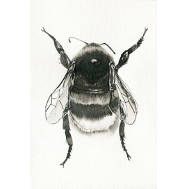 Шмель тушью