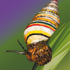 Радужная улитка 