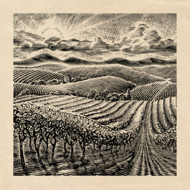 Виноградники