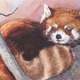 Красная панда