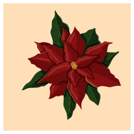 Пуансеттия