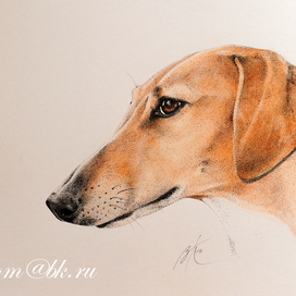 Собака-азавака, на Багиру отзывака!