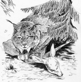 "Мальчик и рысь" Сетон-Томпсон