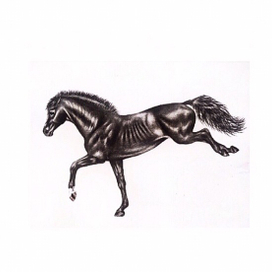 Игривая лошадь 