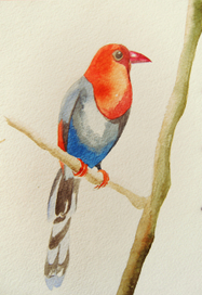 акварельные птицы