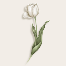 tulip and cotton