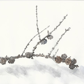 сухая веточка лиственницы