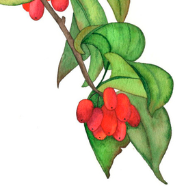 Акварельная ботаника 