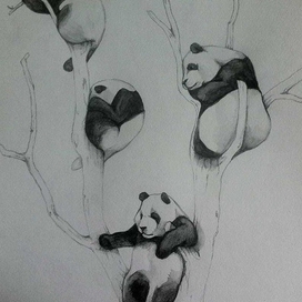 Panda/панды