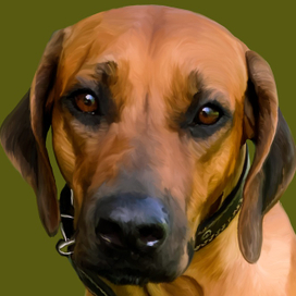 Рисунок собаки породы ретривер в программе Procreate