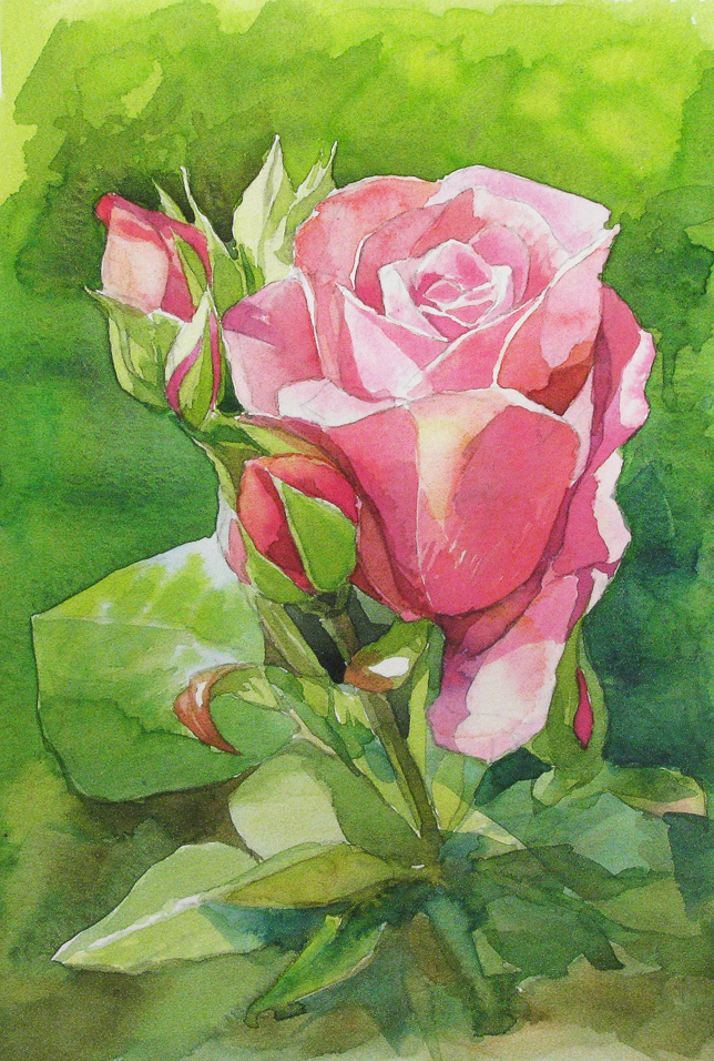 rose172