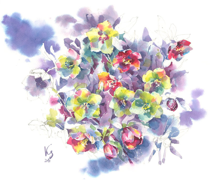 Морозник кавказский