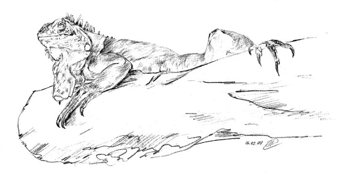 Год дракона. Игуана