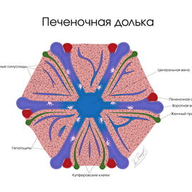 Печеночная долька