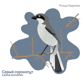 Серия "Птицы Карелии"