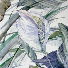 Спатифиллум