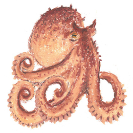 Осьминог, иллюстрация для развивающих карточек