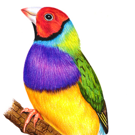 Амадина Гульда