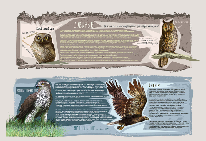 совиные и ястребиные