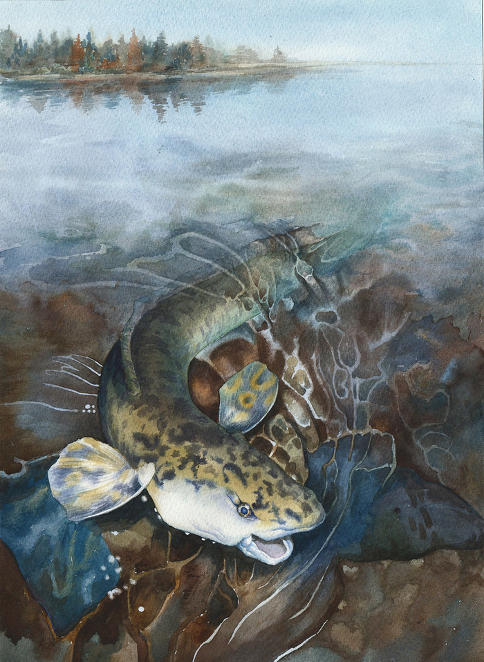 Альба и Хосядам. Кетская сказка