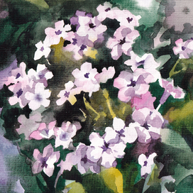 Многоцветье