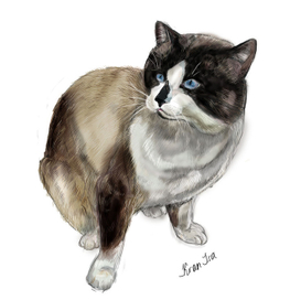 сиамский кот