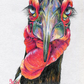 кафрский рогатый ворон